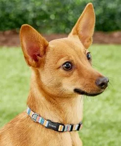 Frisco Patterned Polyester Dog Collar -Dog Cat Corner 137737 PT2. SY630 V1620515233