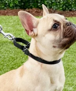 Frisco Solid Nylon Slip-On Martingale Dog Collar -Dog Cat Corner 139163 PT2. SY630 V1620068832