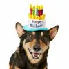 Frisco Birthday Cake Dog & Cat Hat -Dog Cat Corner 139518 MAIN. SY630 V1540401491