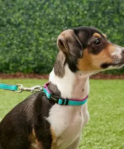 Frisco Patterned Nylon Dog Collar -Dog Cat Corner 140035 PT2. SY630 V1620170865