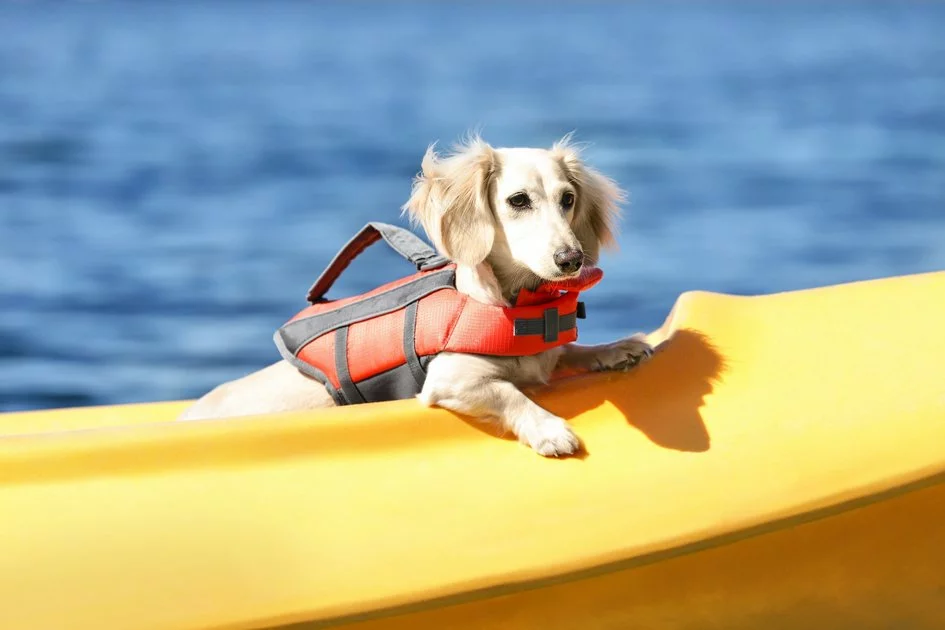 Frisco Ripstop Dog Life Jacket 10 Frisco Ripstop Dog Life Jacket - Image 8