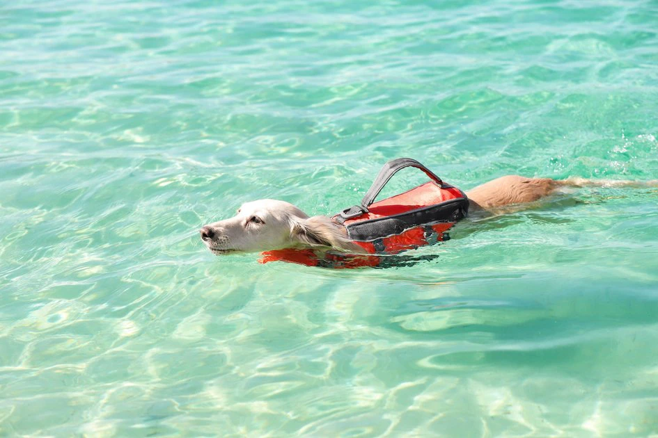 Frisco Ripstop Dog Life Jacket 11 Frisco Ripstop Dog Life Jacket - Image 9