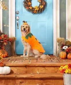 Frisco Pumpkin Dog & Cat Costume -Dog Cat Corner 144441 PT3. SY630 V1567175133