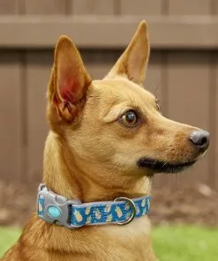 Frisco Patterned Neoprene Dog Collar -Dog Cat Corner 156845 PT2. SY630 V1620166934