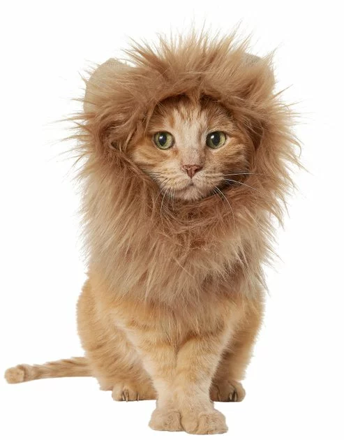 Frisco Lion Mane Dog & Cat Costume 3 Frisco Lion Mane Dog & Cat Costume