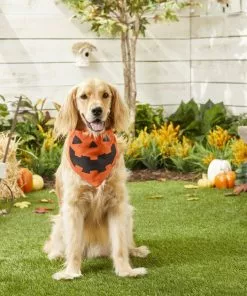 Frisco Jack O' Lantern Pumpkin Dog & Cat Bandana -Dog Cat Corner 158934 PT4. SY630 V1564430535