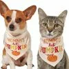 Frisco Mommy's Lil Pumpkin Dog & Cat Bandana