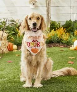 Frisco Mommy's Lil Pumpkin Dog & Cat Bandana -Dog Cat Corner 158936 PT4. SY630 V1633064807