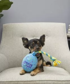 Frisco Birthday Balloon Dog Toy -Dog Cat Corner 177805 PT2. SY630 V1573492815
