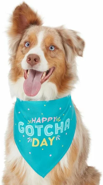 Frisco Happy Gotcha Day Dog & Cat Bandana 3 Frisco Happy Gotcha Day Dog & Cat Bandana