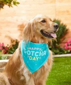 Frisco Happy Gotcha Day Dog & Cat Bandana 7 Frisco Happy Gotcha Day Dog & Cat Bandana -Dog Cat Corner 191247 PT3. SY630 V1586899165