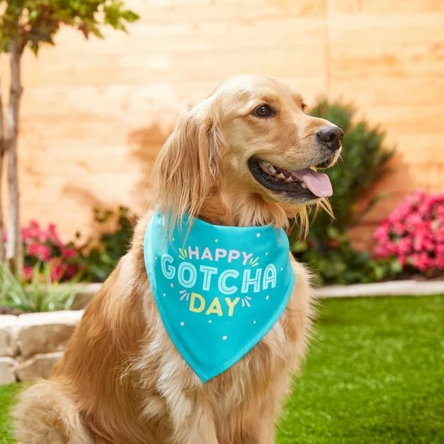 Frisco Happy Gotcha Day Dog & Cat Bandana 5 Frisco Happy Gotcha Day Dog & Cat Bandana - Image 3