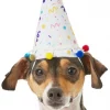 Frisco Confetti Dog & Cat Birthday Hat 2 Frisco Confetti Dog & Cat Birthday Hat -Dog Cat Corner 191274 Main. SY630 V1582053295