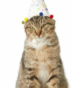 Frisco Confetti Dog & Cat Birthday Hat 10 Frisco Confetti Dog & Cat Birthday Hat -Dog Cat Corner 191274 PT2. SY630 V1582053206