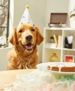 Frisco Confetti Dog & Cat Birthday Hat 13 Frisco Confetti Dog & Cat Birthday Hat -Dog Cat Corner 191274 PT5. SY630 V1582053252