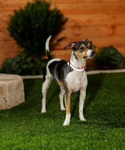 Frisco Solid Polyester Reflective Dog Collar -Dog Cat Corner 212775 PT5. SY630 V1628877724