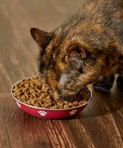 Frisco Heavy Duty Non-Skid Saucer Cat Bowl, Red Paw -Dog Cat Corner 213423 PT6. SY630 V1599082004