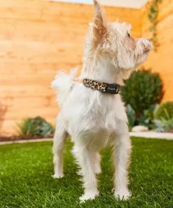 Frisco Leopard Print Polyester Dog Collar -Dog Cat Corner 213742 PT3. SY630 V1583359980