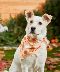 Frisco Whimsical Halloween Dog & Cat Bandana -Dog Cat Corner 215651 PT4. SY630 V1637676451