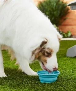 Frisco Silicone Collapsible Travel Bowl Set, 3 count, 1.5 Cups 11 Frisco Silicone Collapsible Travel Bowl Set, 3 count, 1.5 Cups -Dog Cat Corner 216033 PT7. SY630 V1605661035