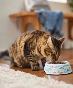 Frisco Colorful Fish Melamine Cat Bowl, 1.5 Cups 13 Frisco Colorful Fish Melamine Cat Bowl, 1.5 Cups -Dog Cat Corner 216047 PT7. SY630 V1633025238