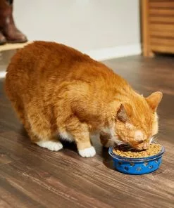 Frisco Cat Design Glass Bowl with Silicone Sleeve, 1.5 Cups -Dog Cat Corner 216057 PT7. SY630 V1605655021