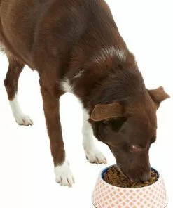 Frisco Southwest Melamine Bowl, 3 Cup -Dog Cat Corner 216064 PT6. SY630 V1605652321