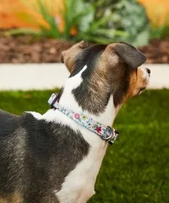 Frisco Spring Floral Polyester Dog Collar -Dog Cat Corner 218214 PT4. SY630 V1597600280