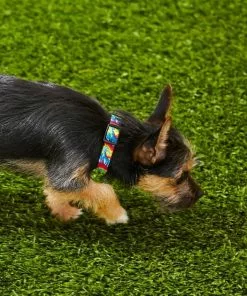 Frisco Tie Dye Swirl Polyester Dog Collar -Dog Cat Corner 218240 PT4. SY630 V1597600254