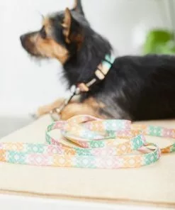 Frisco Pastel Tie Dye Polyester Dog Leash -Dog Cat Corner 218254 PT4. SY630 V1597599974
