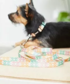 Frisco Pastel Tie Dye Polyester Dog Leash -Dog Cat Corner 218254 PT5. SY630 V1628030010