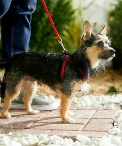 Frisco Nylon Step In Back Clip Dog Harness 11 Frisco Nylon Step In Back Clip Dog Harness -Dog Cat Corner 220505 PT4. SY630 V1605583666