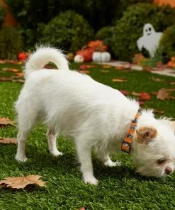 Frisco Monster Bash Polyester Dog Collar 9 Frisco Monster Bash Polyester Dog Collar -Dog Cat Corner 226904 PT4. SY630 V1597685492