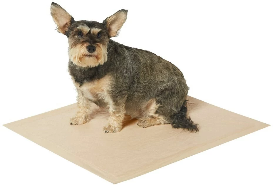 Frisco Large Eco-Conscious Dog Training & Potty Pads, 22 x 23-in, Unscented 4 Frisco Large Eco-Conscious Dog Training & Potty Pads, 22 x 23-in, Unscented - Image 2