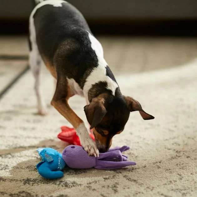 Frisco Hide & Seek Plush Coral Puzzle Dog Toy Refill, 3 count 5 Frisco Hide & Seek Plush Coral Puzzle Dog Toy Refill, 3 count - Image 3