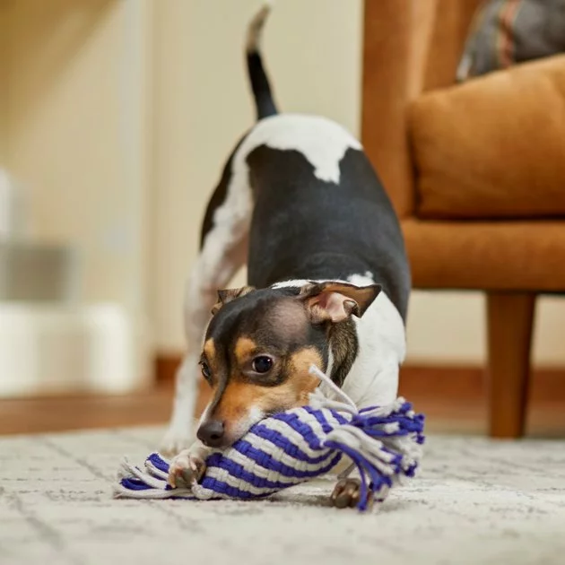 Frisco Flat Rope Squeaky Dog Toy, Purple & Gray 5 Frisco Flat Rope Squeaky Dog Toy, Purple & Gray - Image 3