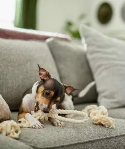 Frisco Double Knot Cotton Rope Dog Toy, 2 count 7 Frisco Double Knot Cotton Rope Dog Toy, 2 count -Dog Cat Corner 242155 PT2. SY630 V1605208728