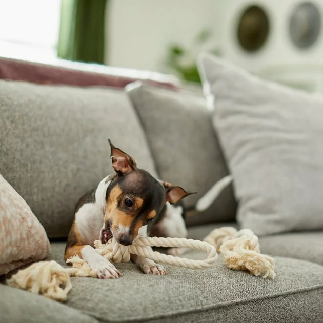 Frisco Double Knot Cotton Rope Dog Toy, 2 count 5 Frisco Double Knot Cotton Rope Dog Toy, 2 count - Image 3