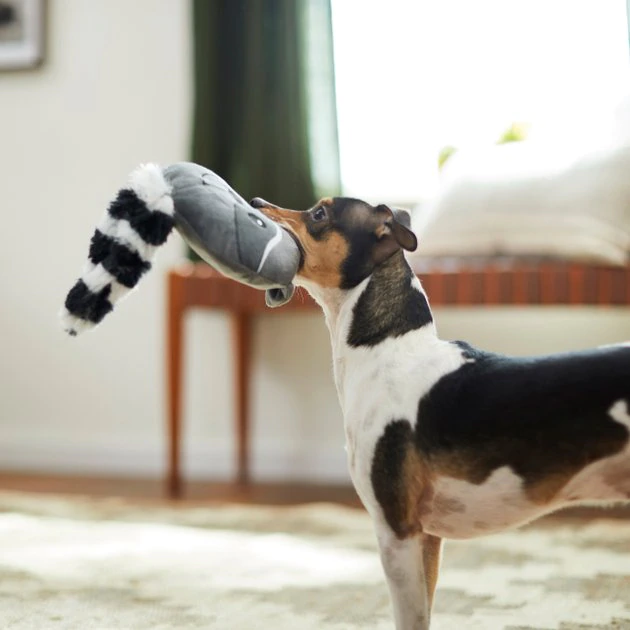 Frisco Raccoon Disc Plush Squeaky Dog Toy 5 Frisco Raccoon Disc Plush Squeaky Dog Toy - Image 3