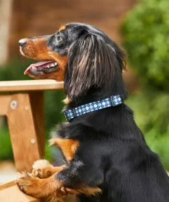 Frisco Blue Argyle Dog Collar -Dog Cat Corner 247017 PT3. SY630 V1606862553