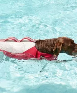 Frisco Rugged Dog Life Jacket 19 Frisco Rugged Dog Life Jacket -Dog Cat Corner 247878 PT8. SY630 V1616505716