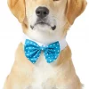 Frisco Polka Dot Dog & Cat Bow Tie, Teal -Dog Cat Corner 248715 MAIN. SY630 V1613766396