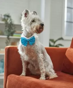 Frisco Polka Dot Dog & Cat Bow Tie, Teal 11 Frisco Polka Dot Dog & Cat Bow Tie, Teal -Dog Cat Corner 248715 PT7. SY630 V1614031654