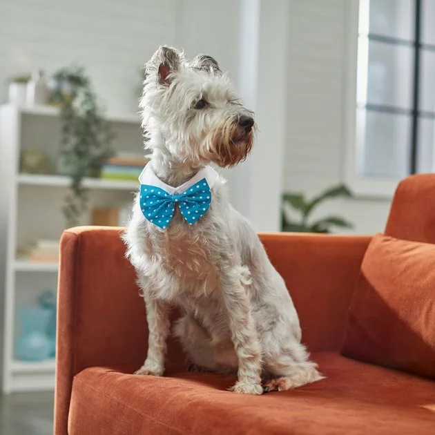 Frisco Polka Dot Dog & Cat Bow Tie, Teal 7 Frisco Polka Dot Dog & Cat Bow Tie, Teal - Image 5