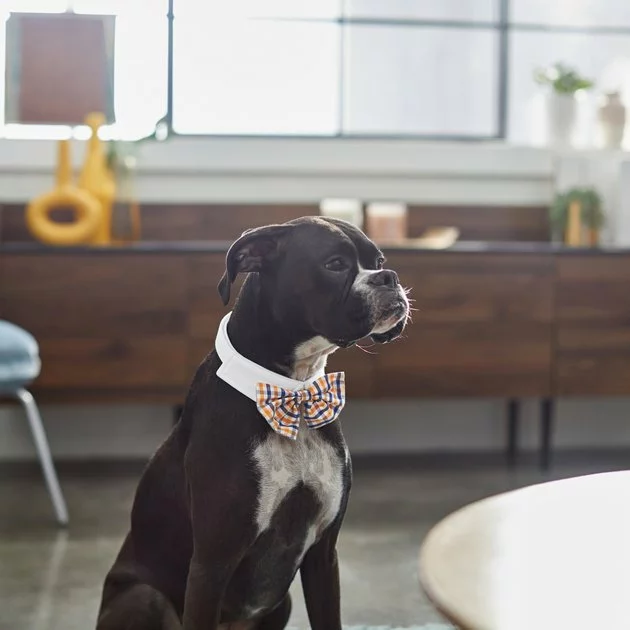 Frisco Plaid Dog & Cat Bow Tie, Orange & Blue 7 Frisco Plaid Dog & Cat Bow Tie, Orange & Blue - Image 5