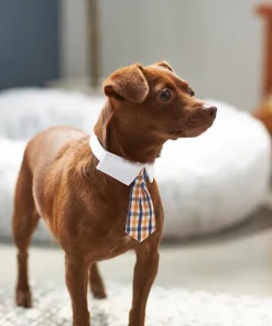 Frisco Plaid Dog & Cat Neck Tie, Orange & Blue -Dog Cat Corner 248737 PT7. SY630 V1614366222