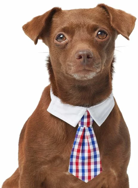 Frisco Plaid Dog & Cat Neck Tie, Red & Blue 3 Frisco Plaid Dog & Cat Neck Tie, Red & Blue