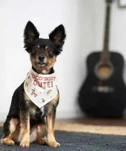 Frisco Taco 'Bout Cute Dog & Cat Bandana -Dog Cat Corner 249287 PT4. SY630 V1637677700