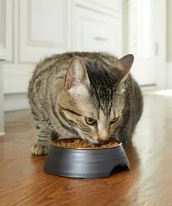 Frisco Matte Black Design Light Copper Stainless Steel Dog & Cat Bowl -Dog Cat Corner 253050 PT2. SY630 V1616597804