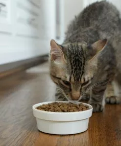 Frisco Gold Trim Melamine Dog & Cat Bowl, Cream -Dog Cat Corner 253062 PT2. SY630 V1616595766